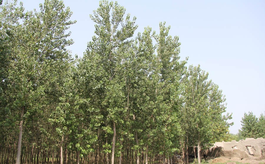 When money grows on trees!