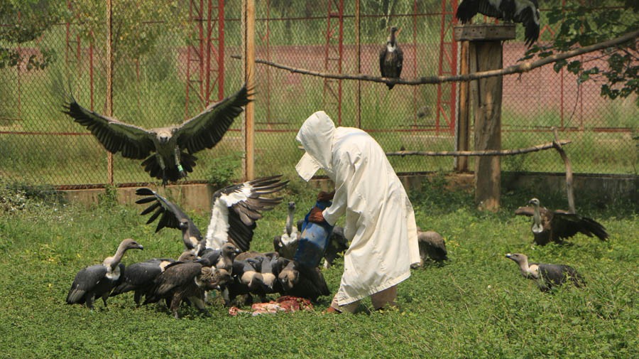 Saving vultures 
