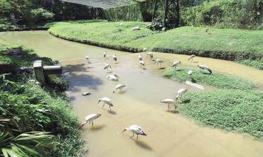 A world full of birds