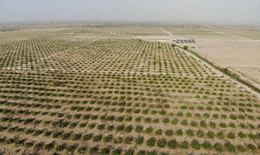 Agro farm on drip stretching over 700 acres in Bahawalpur desert — Photo courtesy: Infiniti Farm