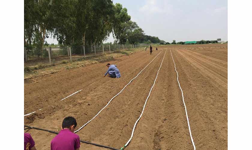 Responsive drip irrigation