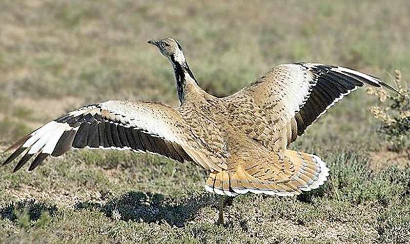 The cost of reporting houbara hunting