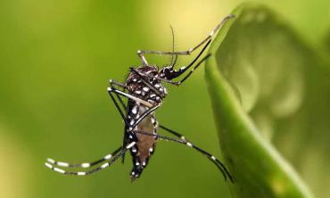How to control dengue fever