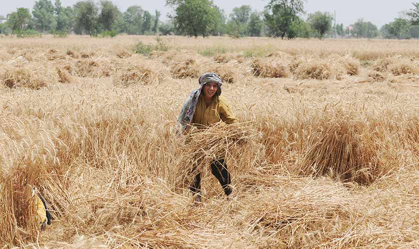 The wheat crisis