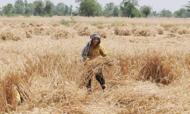 The wheat crisis