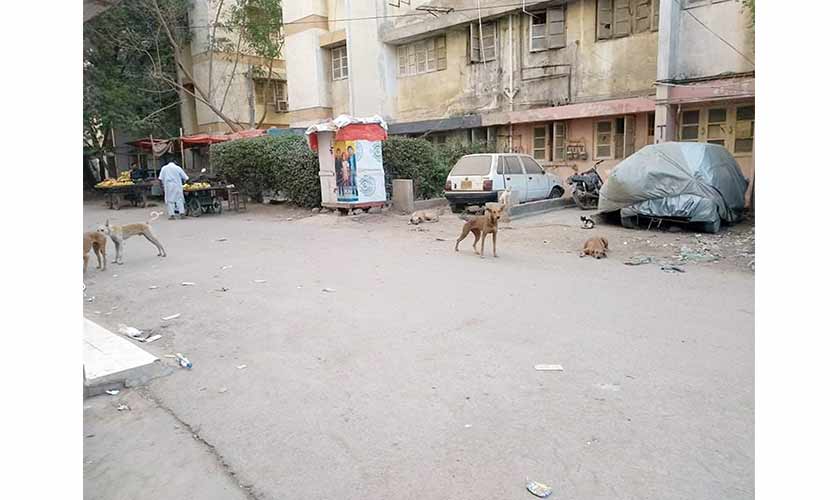Karachi’s dog bite epidemic