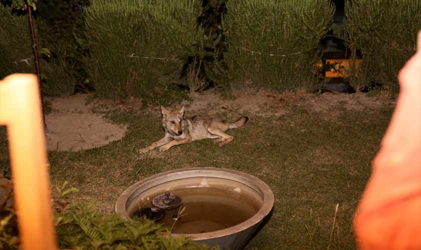 Josephine – Photo by the author