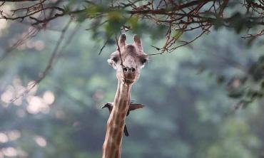 The curious case of a male giraffe