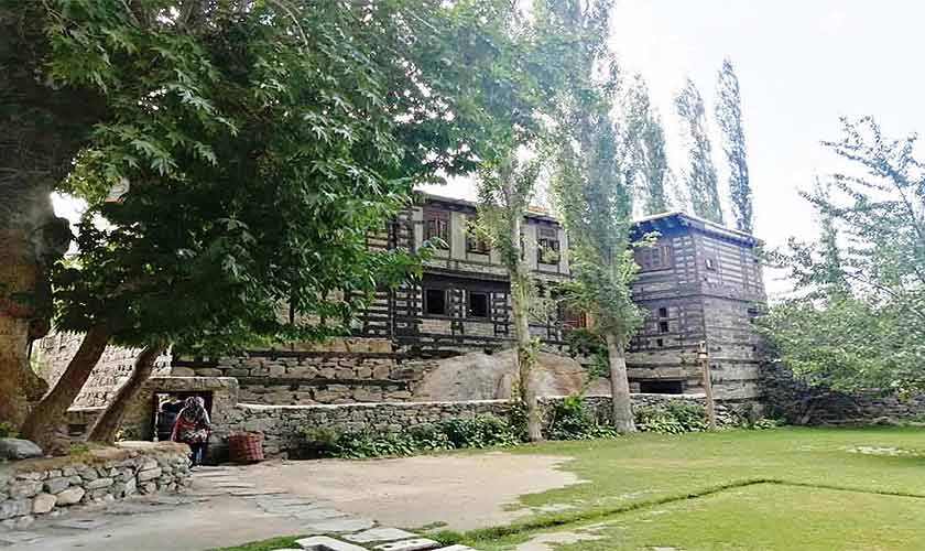 400 years old Maple leaf tree near Shigar Fort, Shigar.