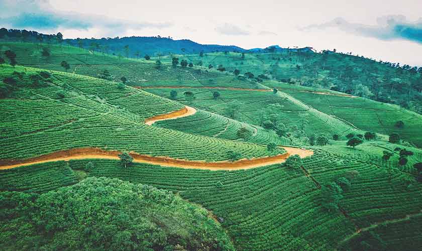 Tea plantation. — Photo by Jaromír Kavan on Unsplash