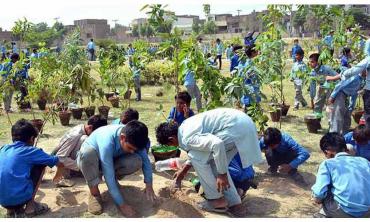 Plant a tree, now