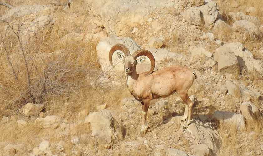 Urial male.