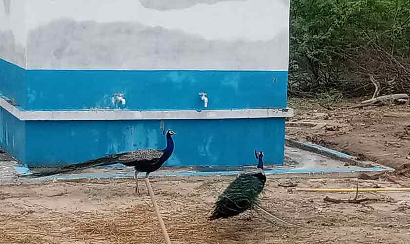 Rainwater harvesting