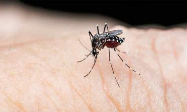 Fighting dengue fever