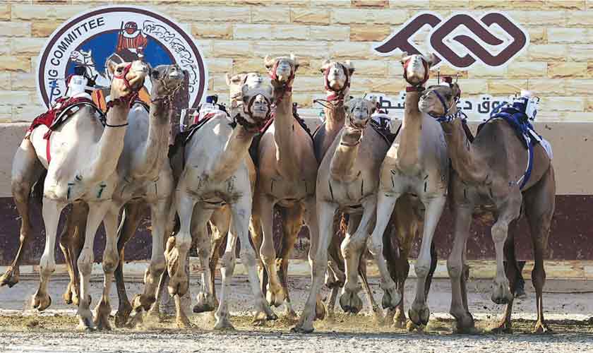The Qatar Robo Camel Race hopes to attract a World Cup crowd