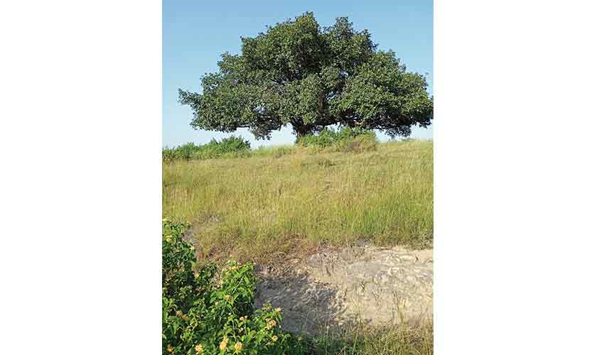 Highway through gloom