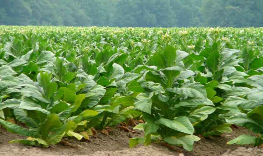 Challenges for tobacco farmers