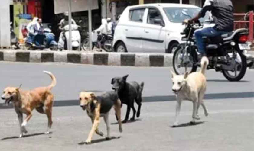 The ill-treated animal