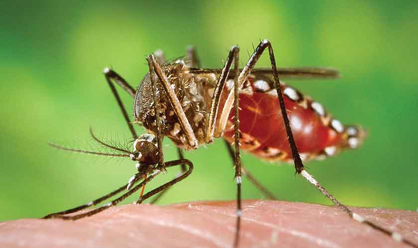 Another dengue surge