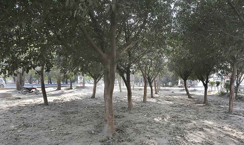 Every tree in the city will now be geo-tagged, and the new plantation will be recorded and monitored through an advanced IT system. — Photo by Rahat Dar