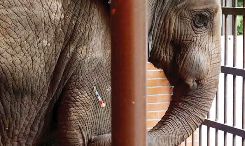 Lonely mammoth bones