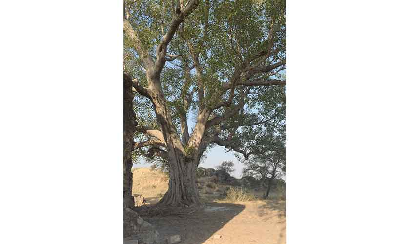 A centuries old peepal tree which is a ‘Witness-Tree’ at Sar Jalal Khan in Sohawa.