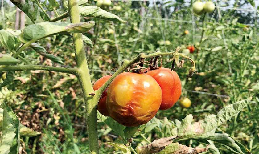 Ruined tomatoes and shattered dreams Special Report