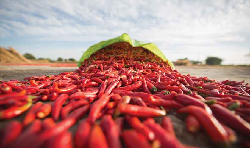 Red chillies sack in Kunri, Sindh.