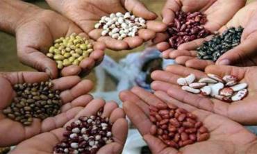 Reviving Pakistan’s seed industry