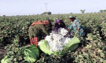 World  Cotton Day in southern Punjab
