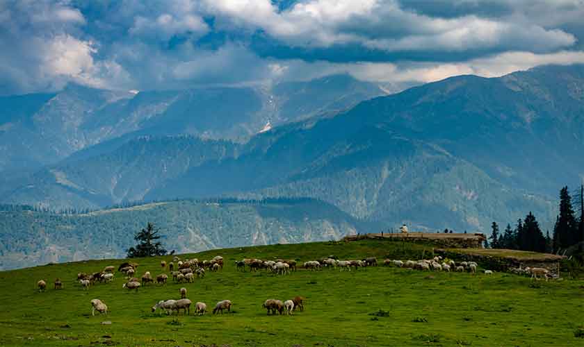 Paye Meadows, Pakistan - Image by Sabeer Darr on Unsplash