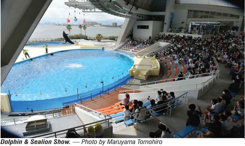 In the land of cherry blossom