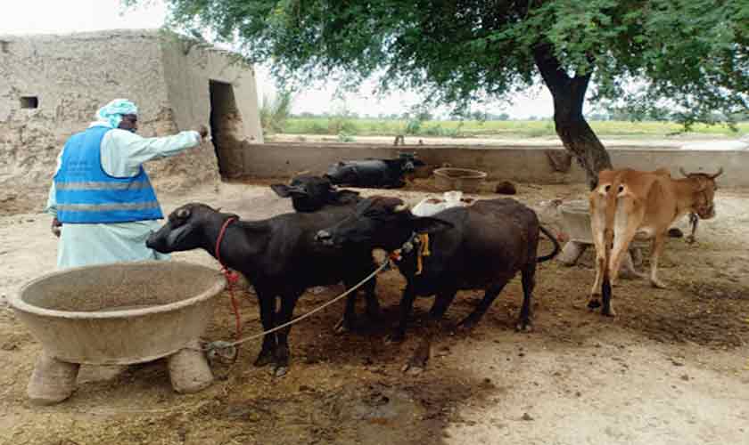 Calving and infrastructure