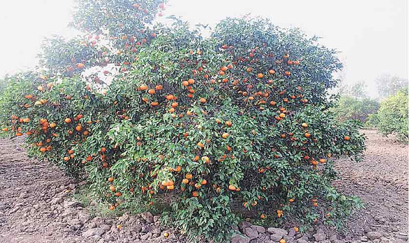 Improving farm yields