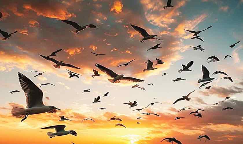 Birds of a feather fly together, too