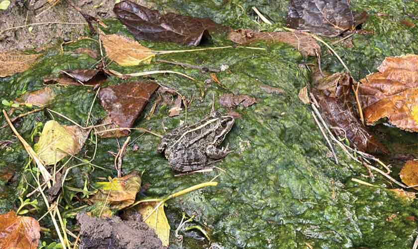 Saudi Arabia Pavialian. ‘Maghras, A Farm for Experimentation’.