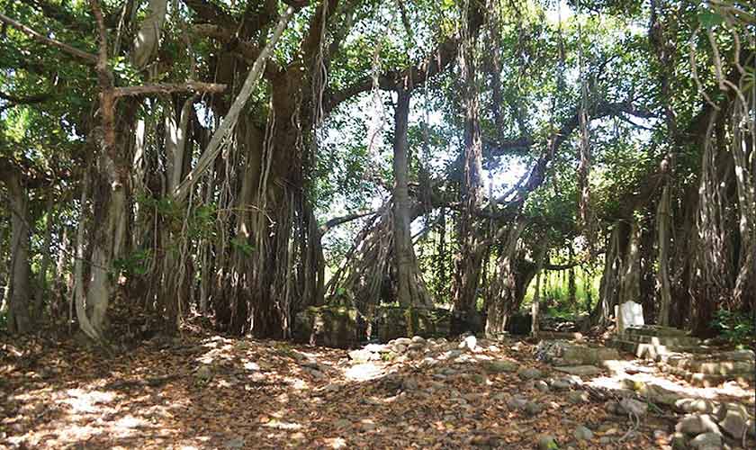 A banyan grove inside the fort shadows the area of a graveyard and a small shrine architecture. — Photos by the author