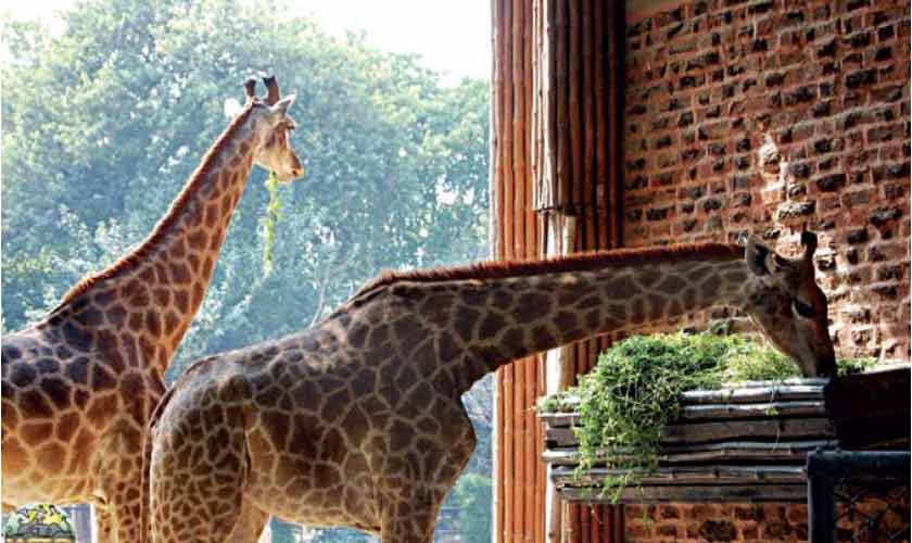 Giraffes are not spare parts