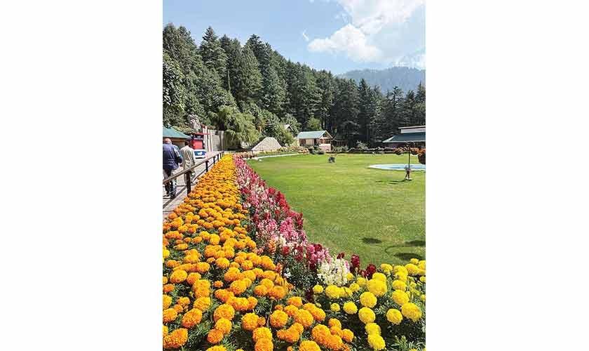Chrysanthemums in Shogran Hotel.