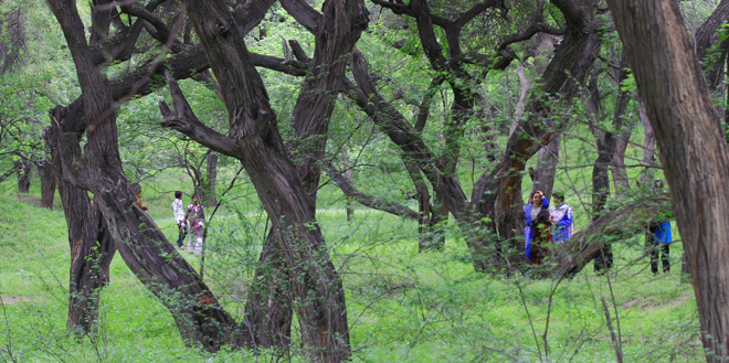 The woods surrounding the minar are a favourite picnic spot.