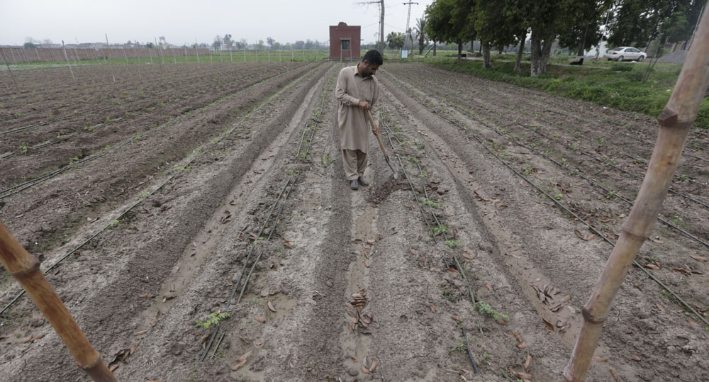 The switching over from flood irrigation to drip irrigation is tipped to help ensure an increased agri-production and stop water pilferage and the fields from becoming barren. 