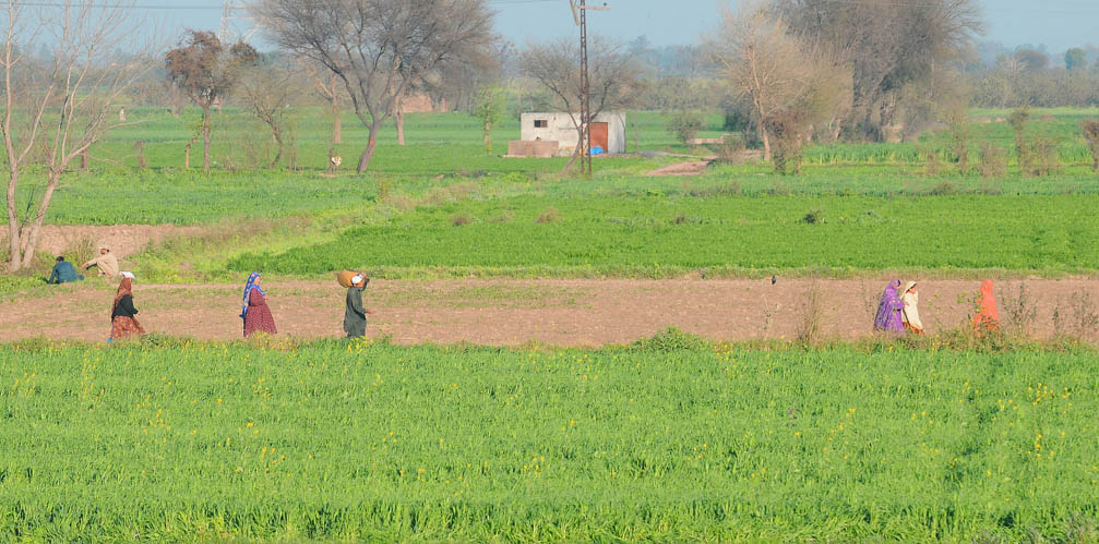 Lahore is fast losing its capacity to manage agri-food. It is over-dependent on other parts of Punjab to feed itself.