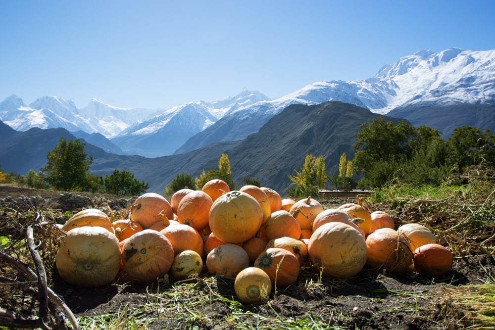 Pumpkin, the local crop.