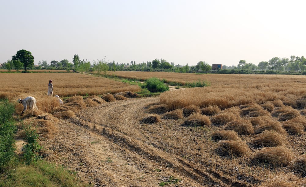 punjab fields