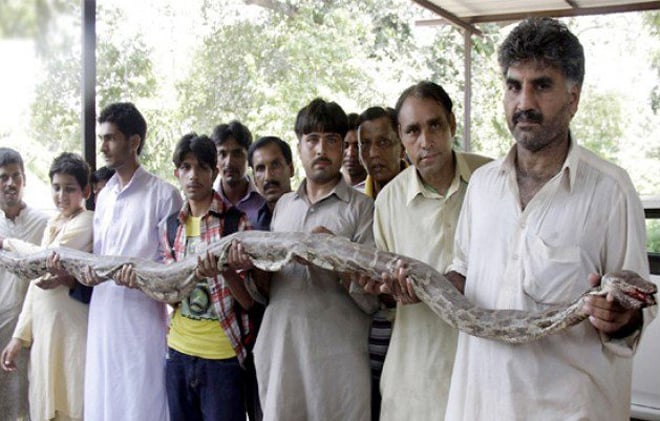 The python killed at Bagh-e-Jinnah.