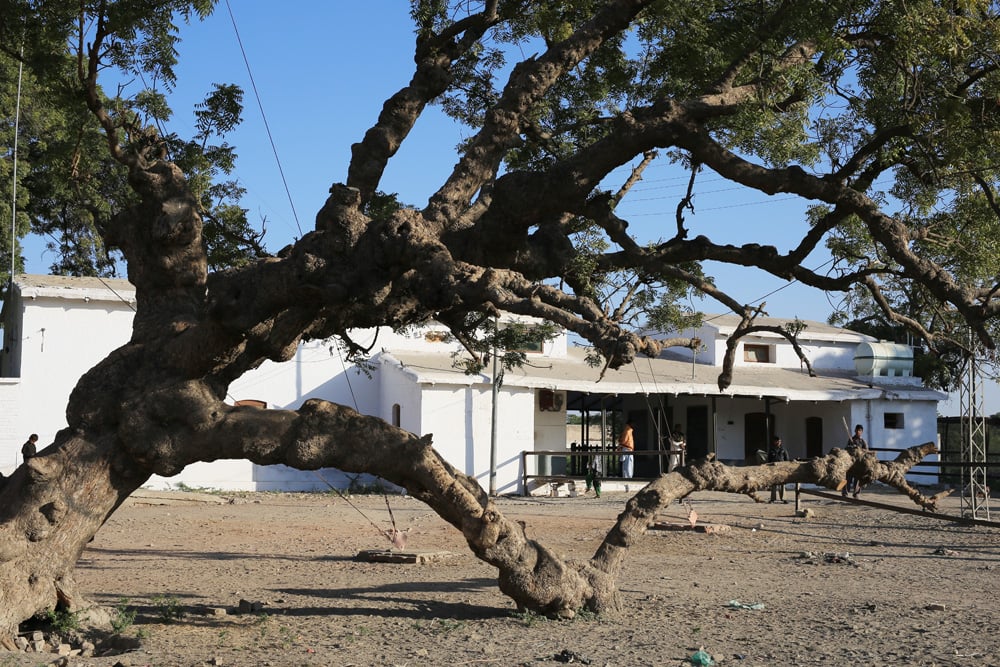 The neem tree of Chhor Station