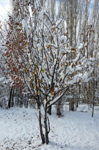 Trees in snowfall: Chitral. Photo by Haseeb Khalid