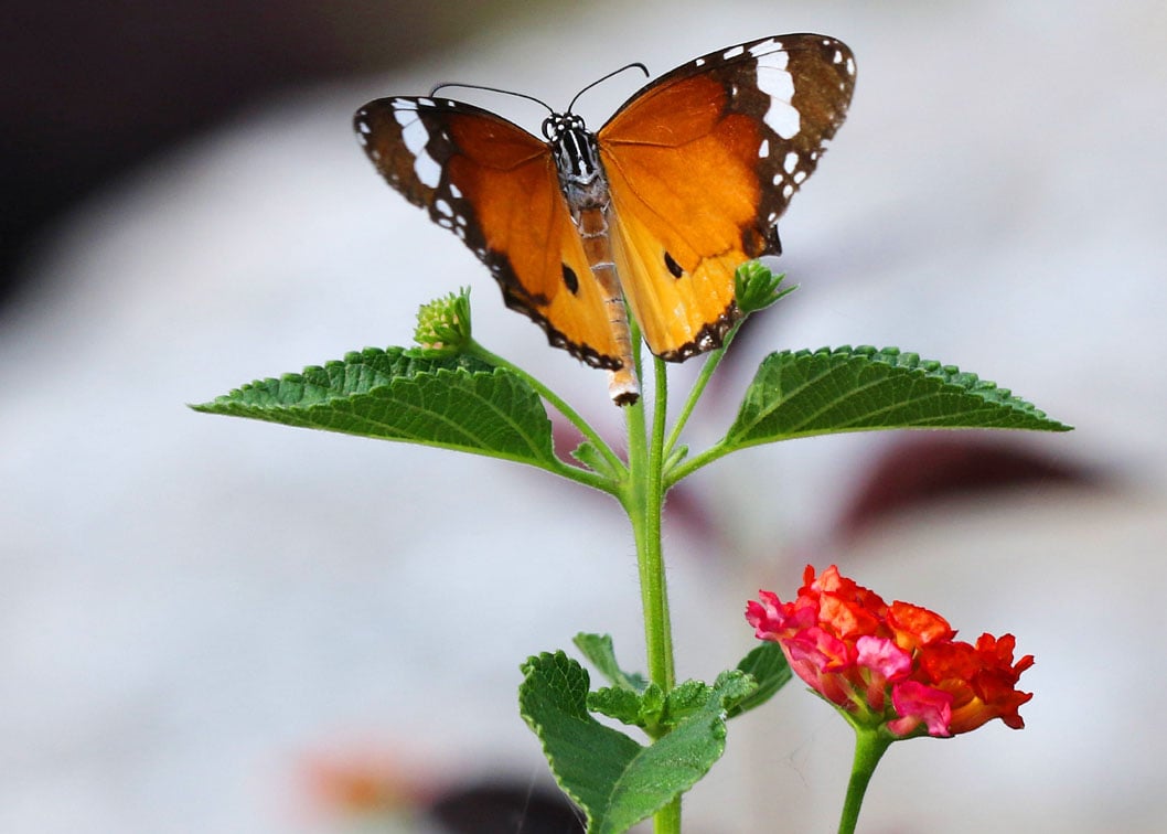 The conservation and study of different plant species is ongoing at the Botanical Garden.