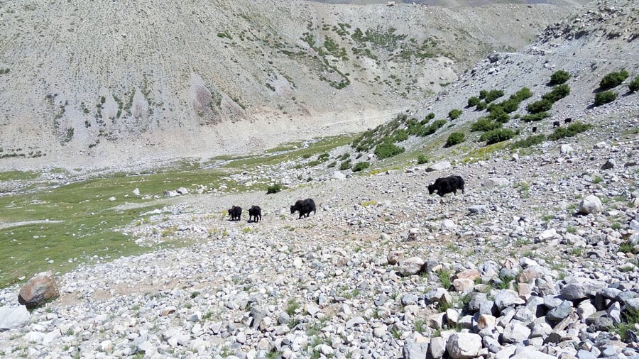 Yaks roaming the Shandur valley. 