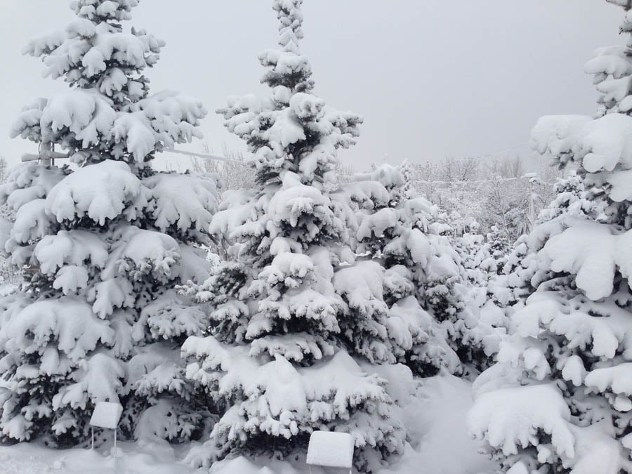 Snowfall in Armenia.